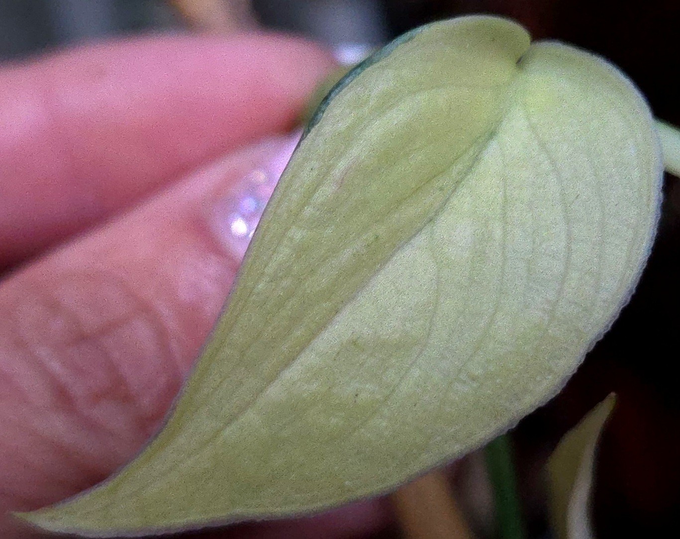 Rare Scindapsus Mayari Albo 18″ Tall not Aroid Monstera Philodendron Anthurium