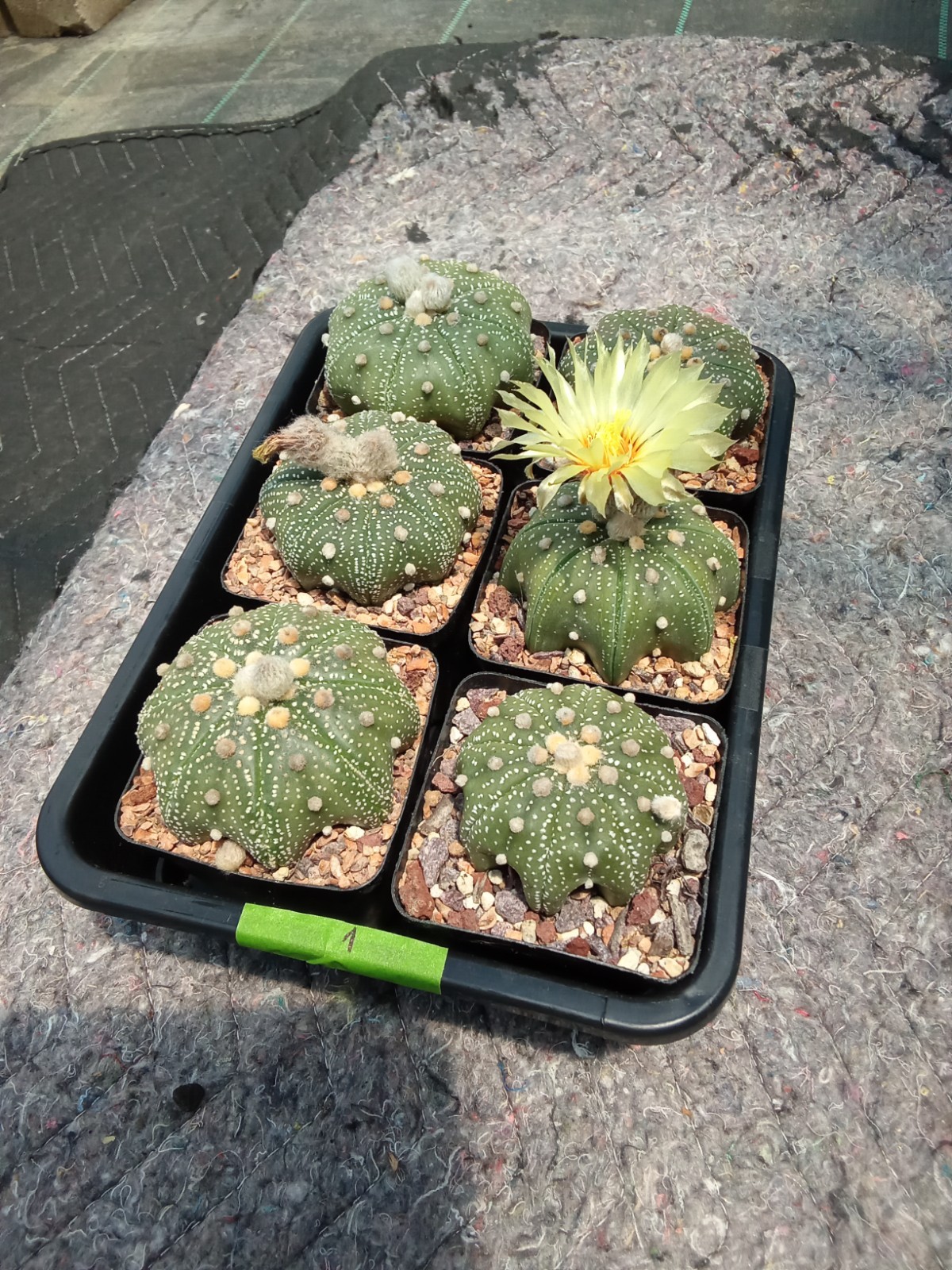 Astrophytum asterias Yamamoto star shape big size 2.75in pot US seller