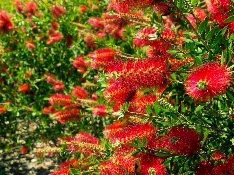 Bottlebrush Red Cluster | Quart | Callistemon citrinus | Low Maintenance | Hardy