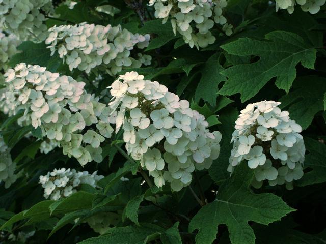 Oakleaf Hydrangea, Hydrangea Quercifolia, Seeds (Fast, Showy, Fall Color)
