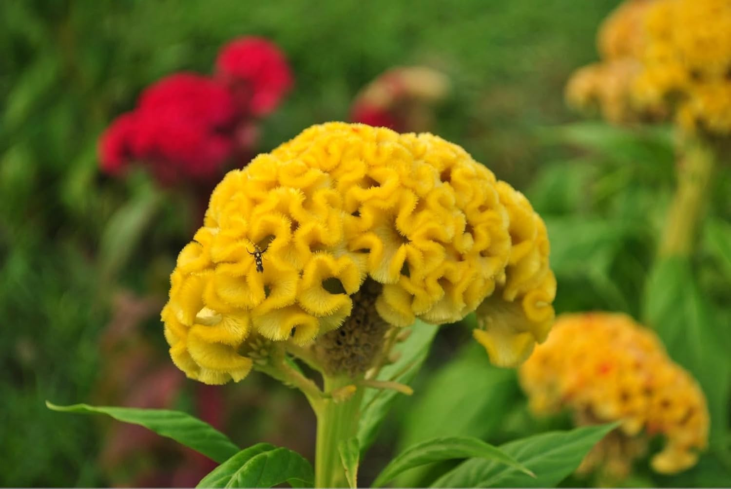 Mixed Cockscomb Seeds (Celosia Cristata) – 300 Pcs Annual, Heat & Drought Tolera