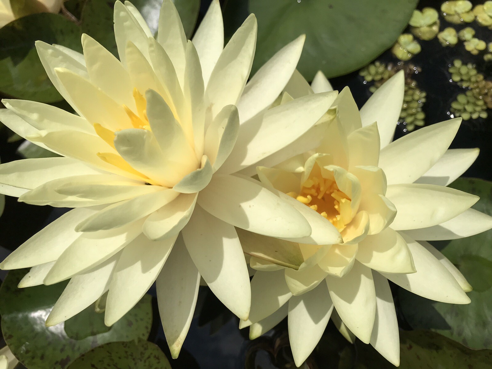 Water Lily ‘Texas Dawn’ (Nymphaea) / Winter-Hardy Sprouted Tuber Rhizome