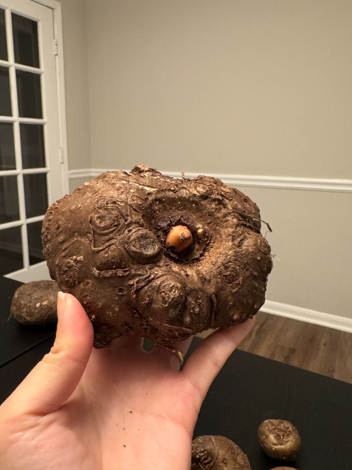 Amorphophallus maxwellii Bulb – Rare Tropical House Plant, Exotic Dark Foliage