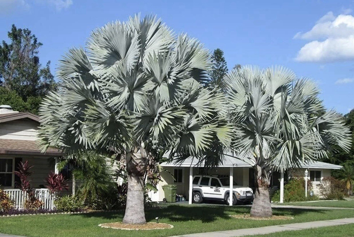 Silver Bismarck Palm – Live Plant in a 5 Gallon Growers Pot – Bismarckia Nobilis