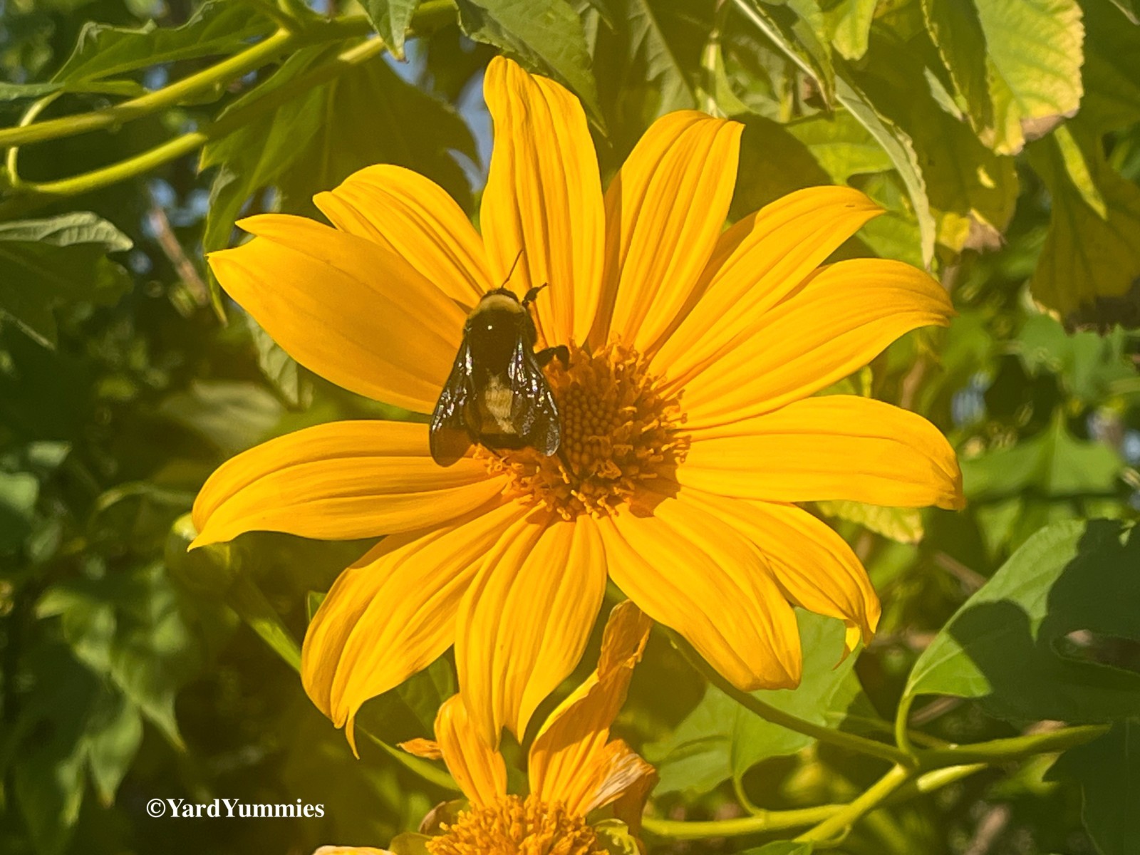 Mexican Sunflower Cuttings (Unrooted) Yellow Flower- Permaculture Chop & Drop
