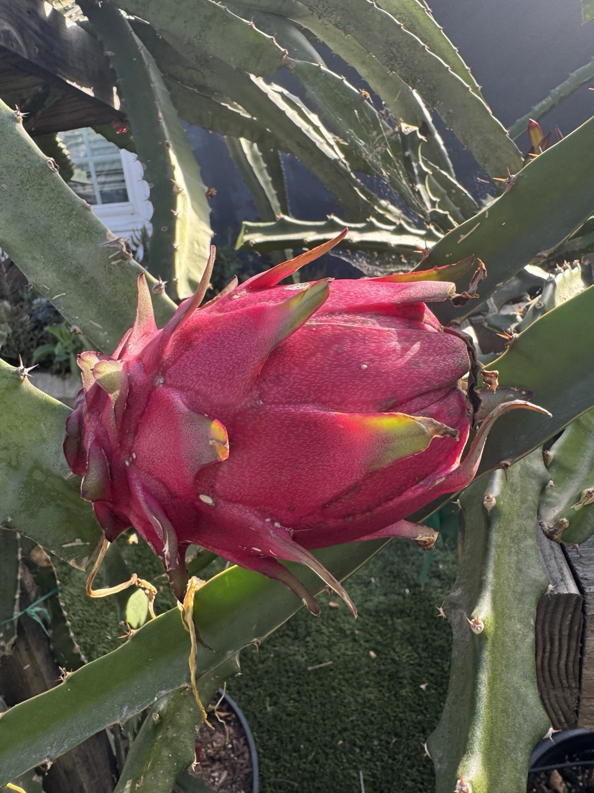 Sweet, White Dragon Fruit Cutting self pollination 8 to 12 inches ￼