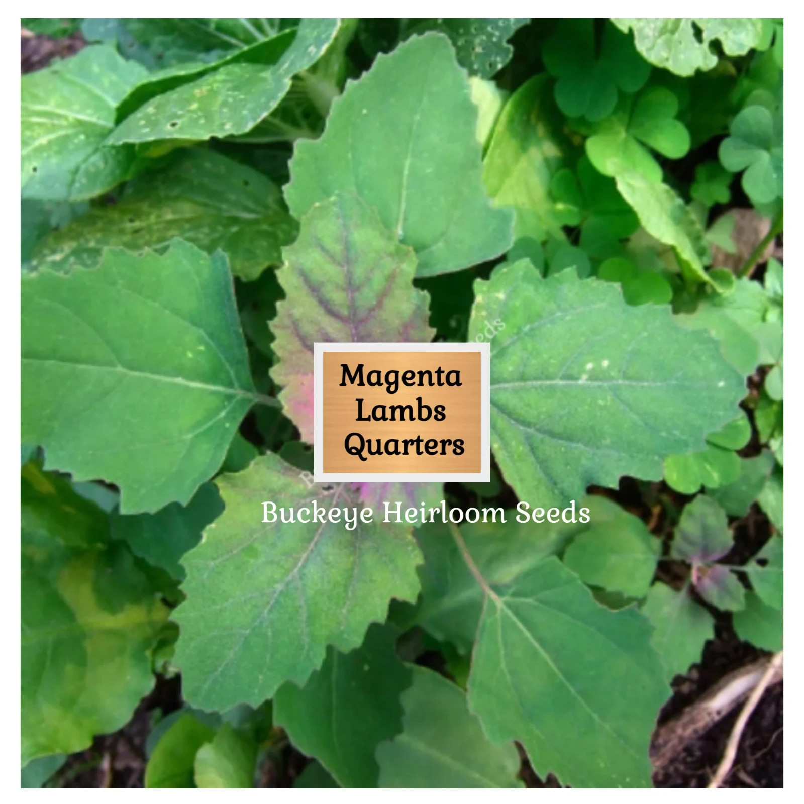 Lambs Quarter Seeds | Super Food | Magenta Spreen | AKA Goosefoot | Will Re-seed
