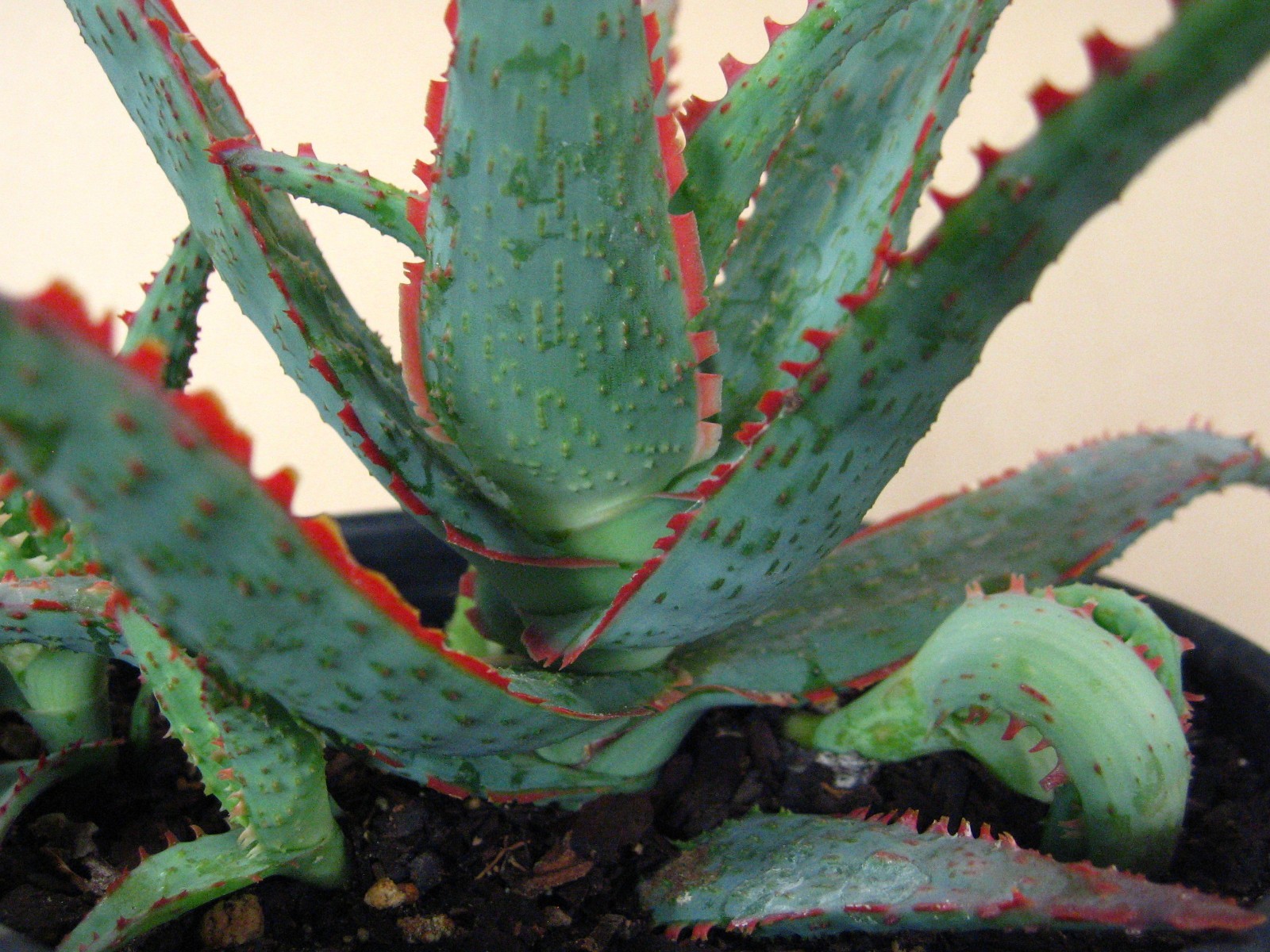 Aloe “Dracula’s Blood” Hybrid — Rare Succulent With 4 Offsets SUMMER SALE!!