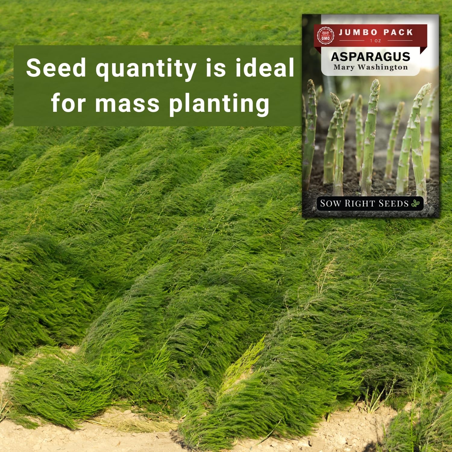 Sow Right Seeds Bulk Mary Washington Asparagus Seeds 1 Oz 1600 Seeds