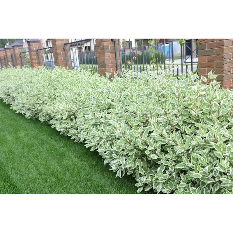 Variegated Red Twig Dogwood Accent Shrub in 1.0 -Gallon Pot 1.0 -Pack with White