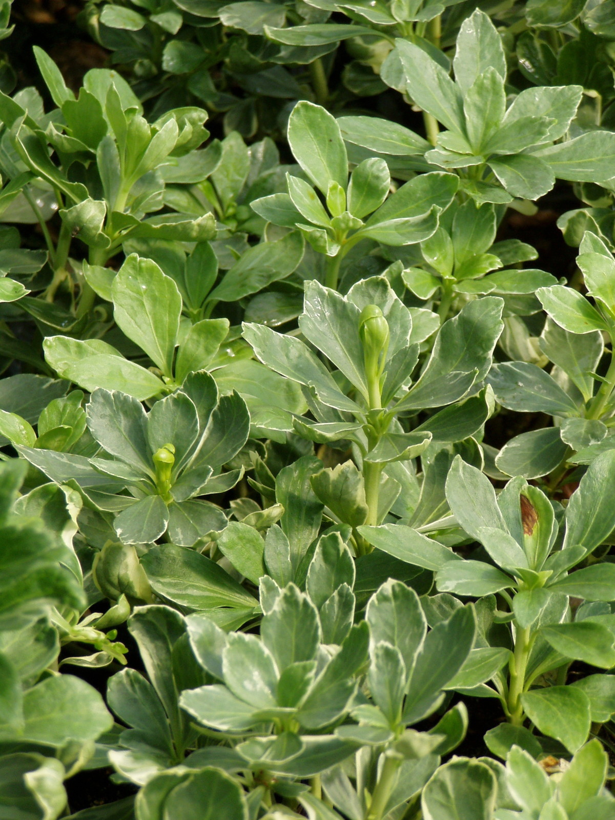 Pachysandra Silver Edge 65 Bare Root Plants