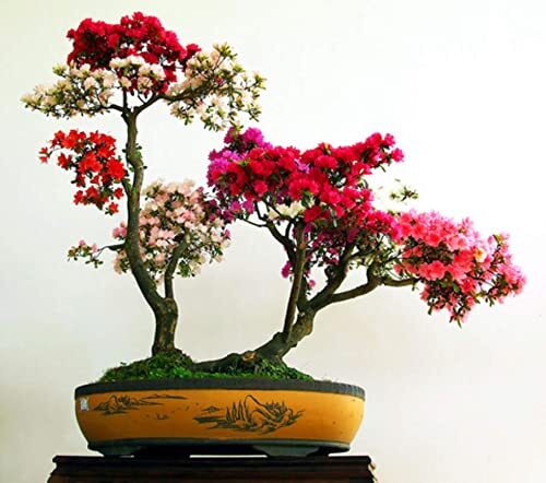 Royal Azalea Bonsai Tree Seeds – 30 Seeds to Plant – Rhododendron schlippenbachi