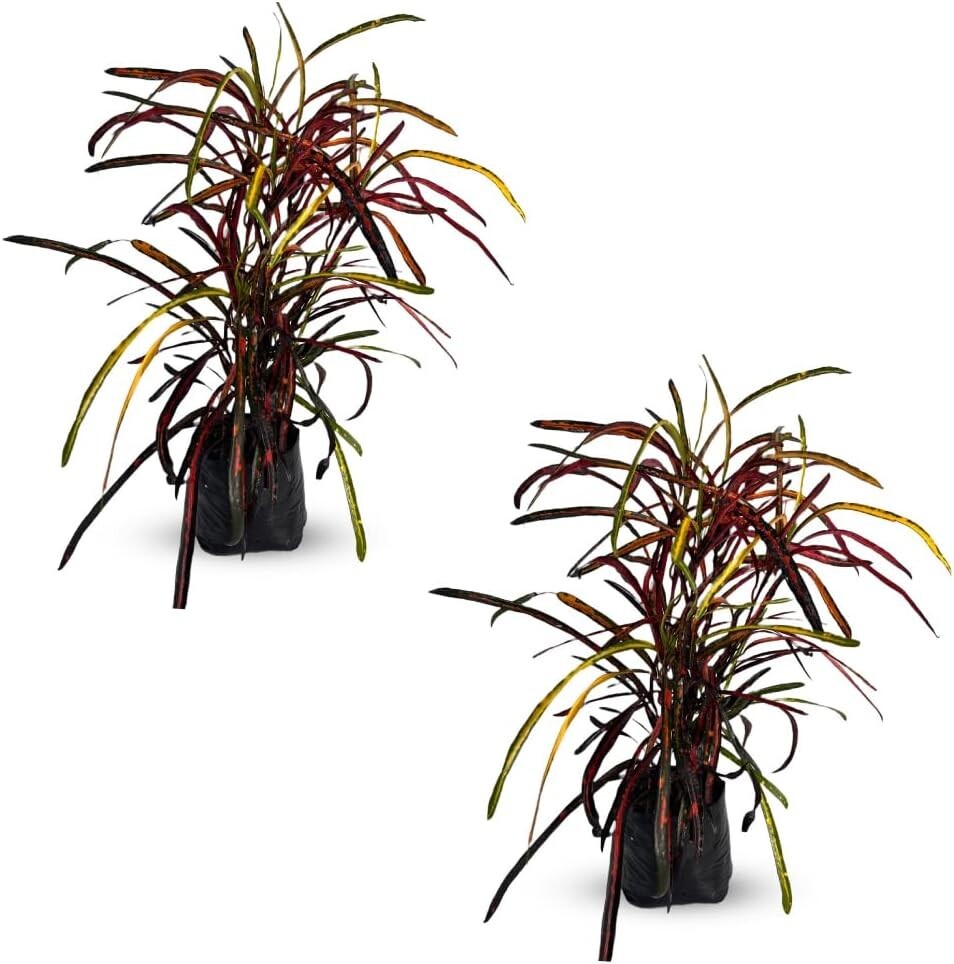 Crotton Zanzibar (2pack) by LEAL PLANTS ECUADOR | Tropical Zanzibar Paintbrush