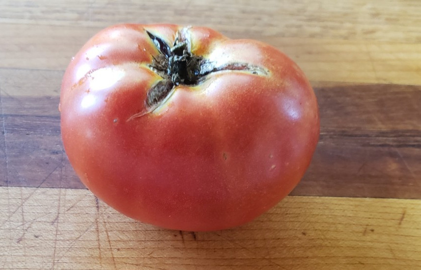 Rosella Crimson Dwarf Tomato (20 seeds) – Bright red with good flavor!
