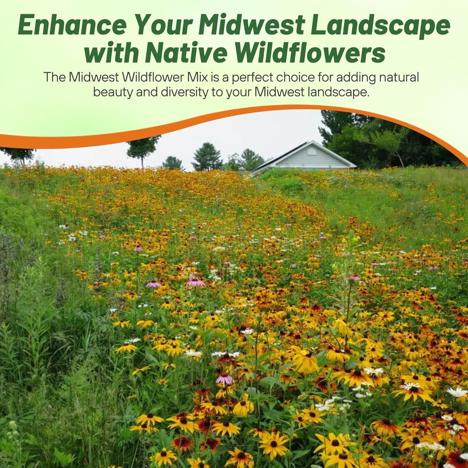 1 LB Midwest wildflower seed mix from Outsidepride.