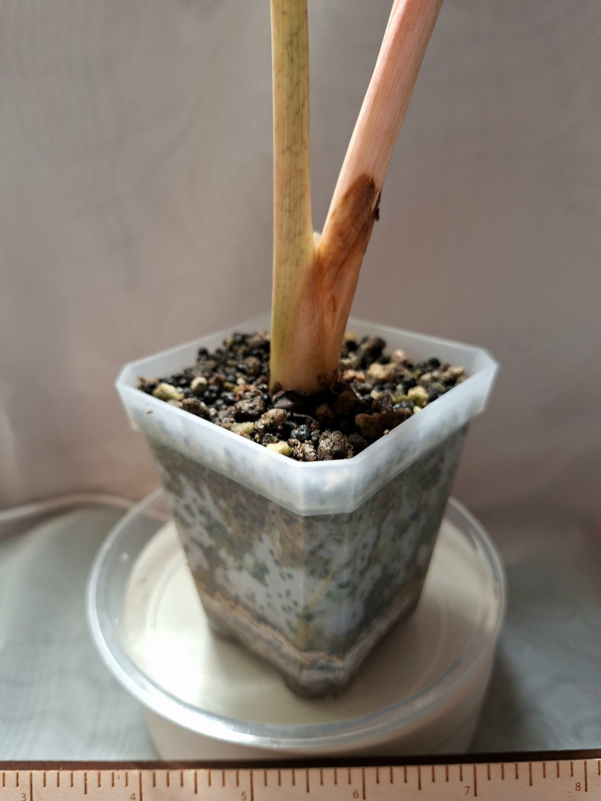 Alocasia Venom – Emergent Leaf 6″ Long – Fully Rooted – Corm Grown – Stunning!