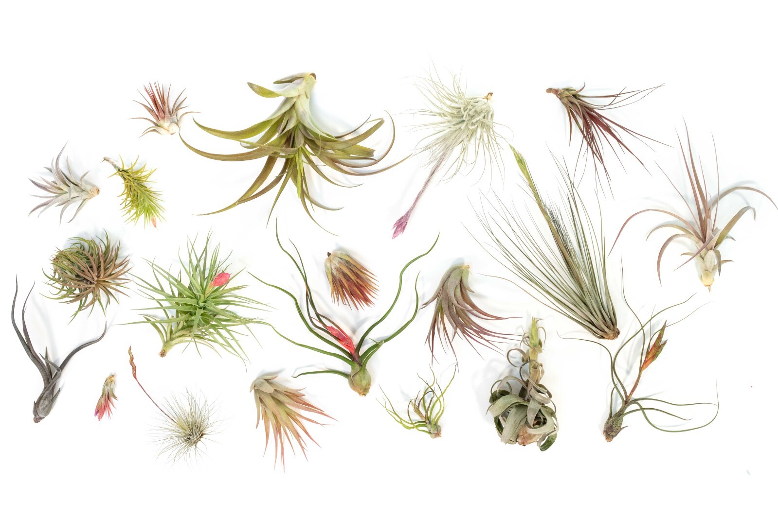 Premium Medium & Large Tillandsia Grab Bag – Wholesale Indoor/Outdoor Plants