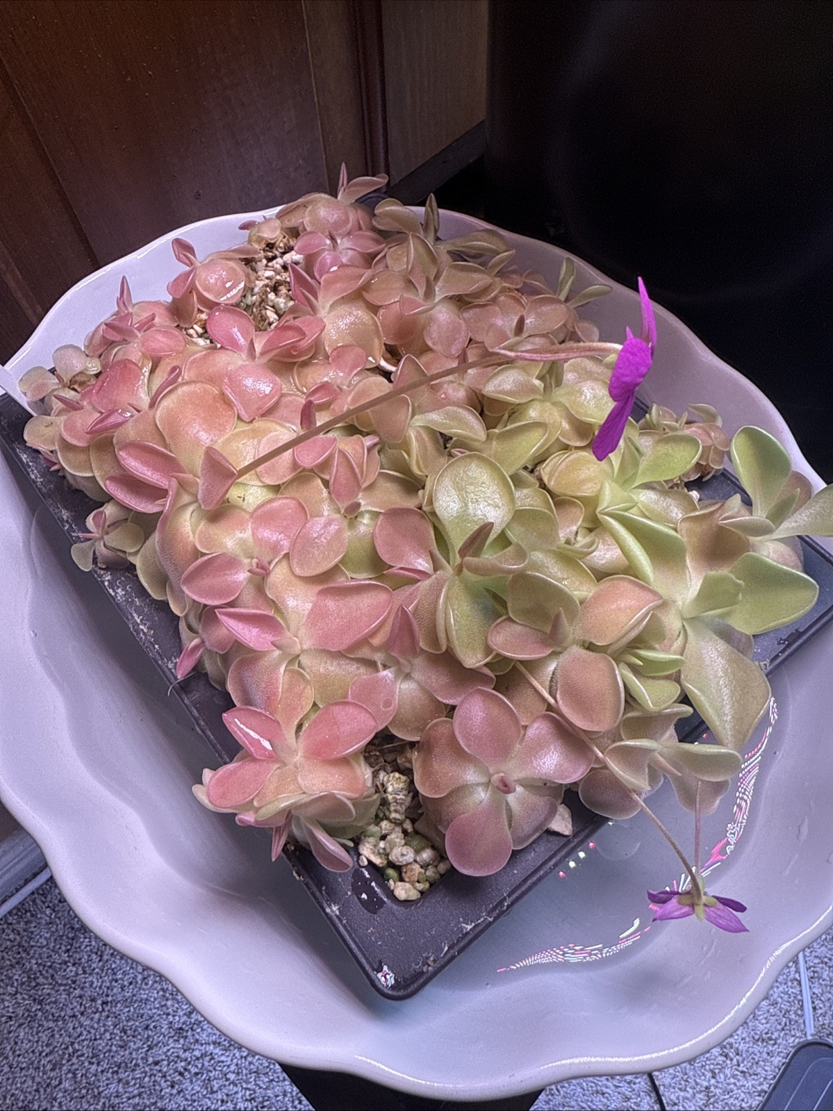 Pinguicula ‘Weser’ Mexican Butterwort Carnivorous Plant Eats All Flying Bugs￼