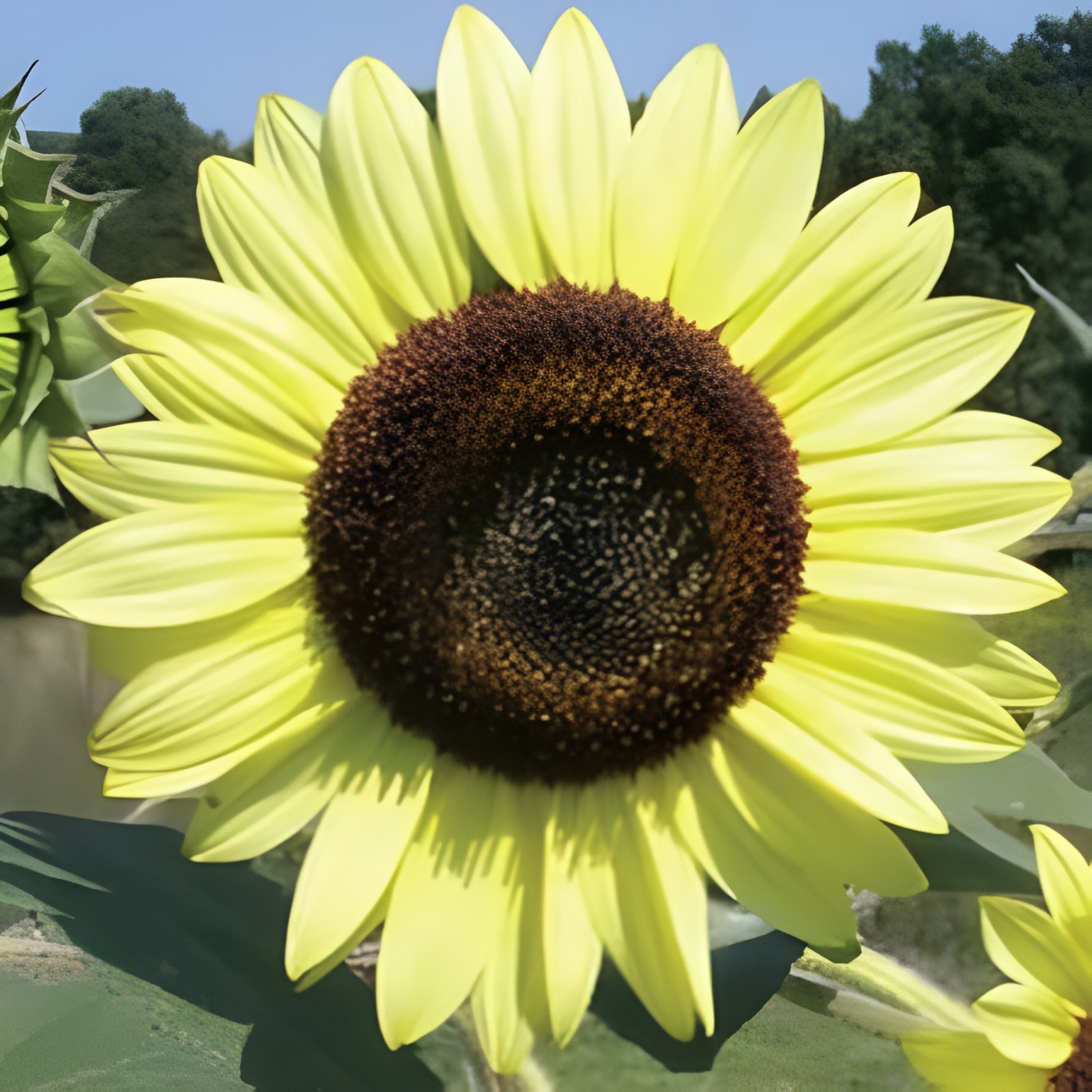 50 Lemon Queen Sunflower Seeds – Beautiful, Heirloom, Stunning Yellow Blooms