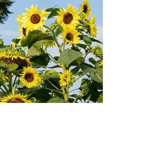 Helianthus Annuus American Wild Child Multi-Branch 4-6 inch SunFlowers~20 Seeds