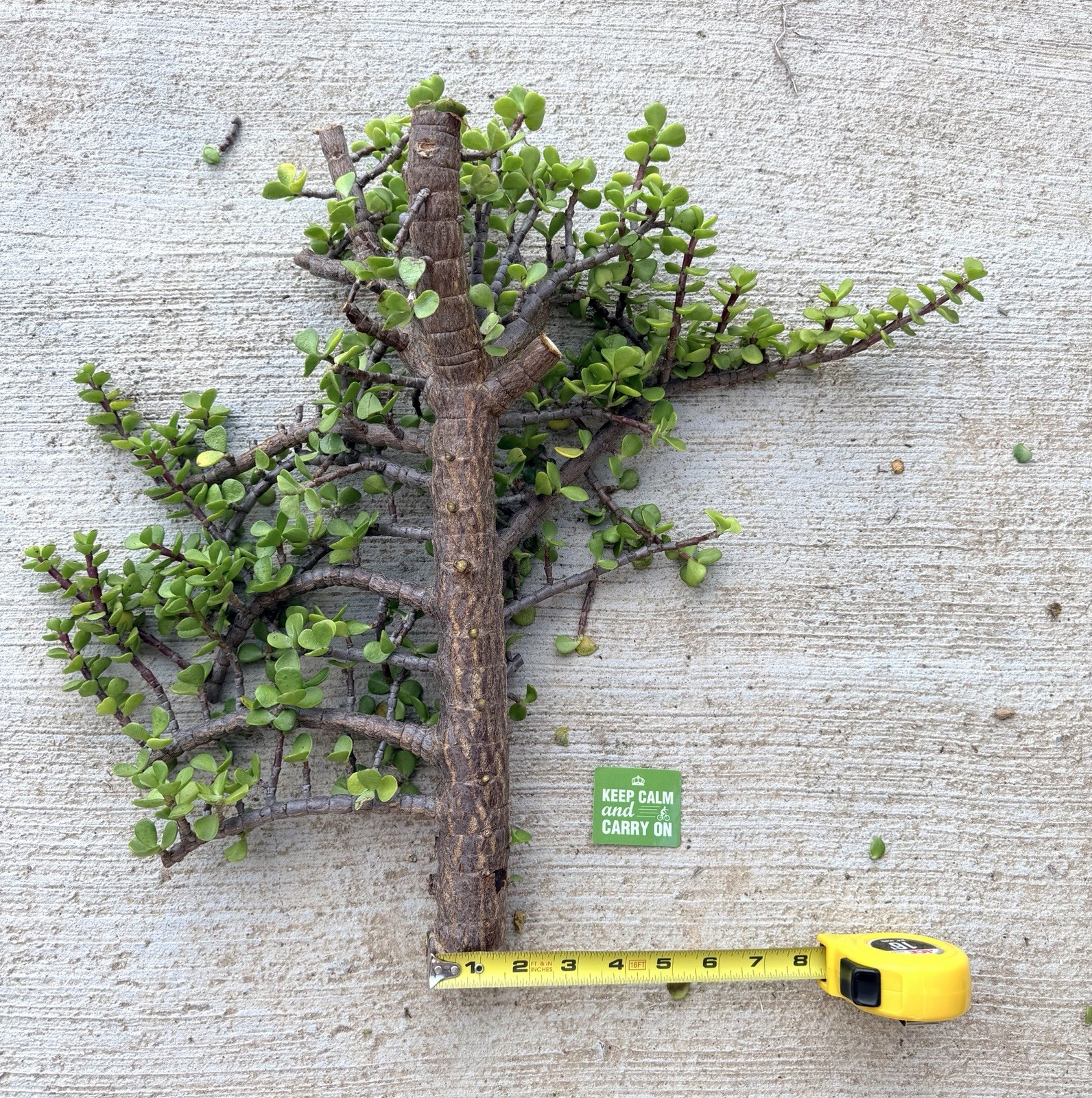 1.5” THICK STEM 18” Cutting Portulacaria Afra Exact Branchy Bonsai Easy to Root