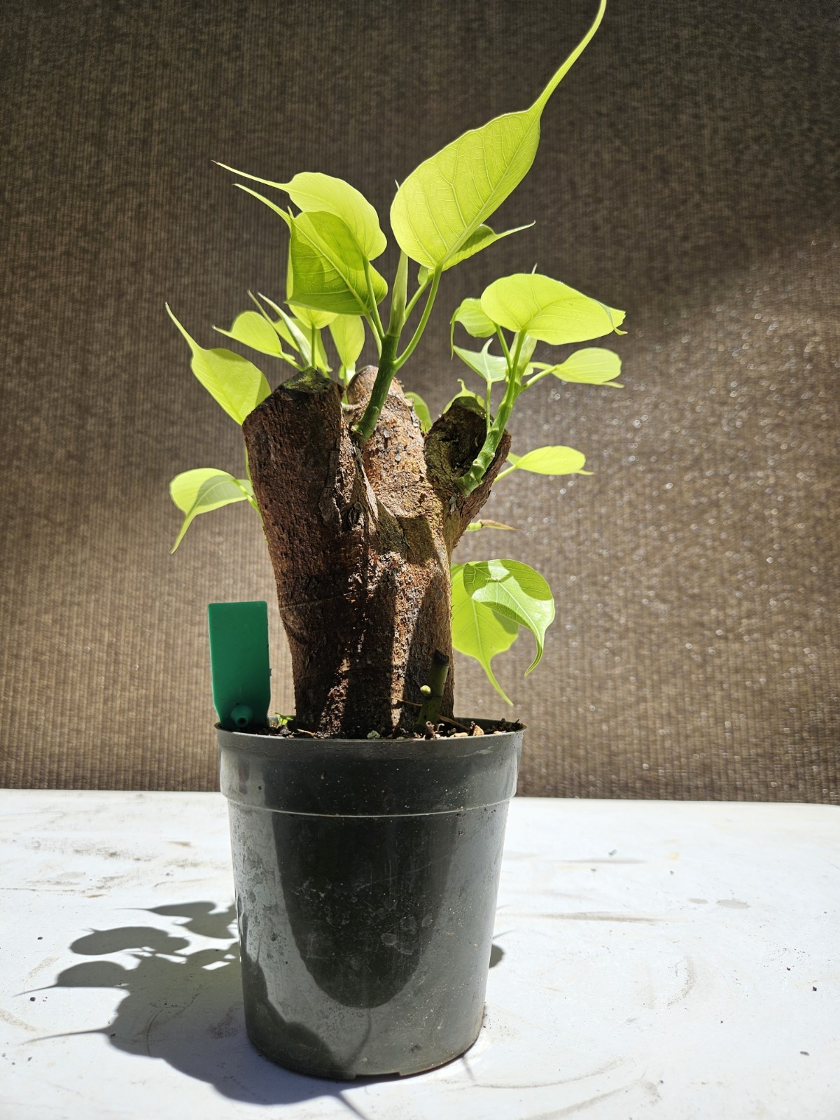 Ficus religiosa ( Sacred fig – Cây Bồ Đề) Bonsai Tree,,,, sale