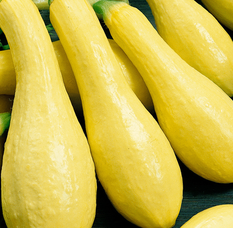 SUMMER SQUASH SEEDS 30+ EARLY PROLIFIC STRAIGHTNECK Vegetable FREE SHIPPING