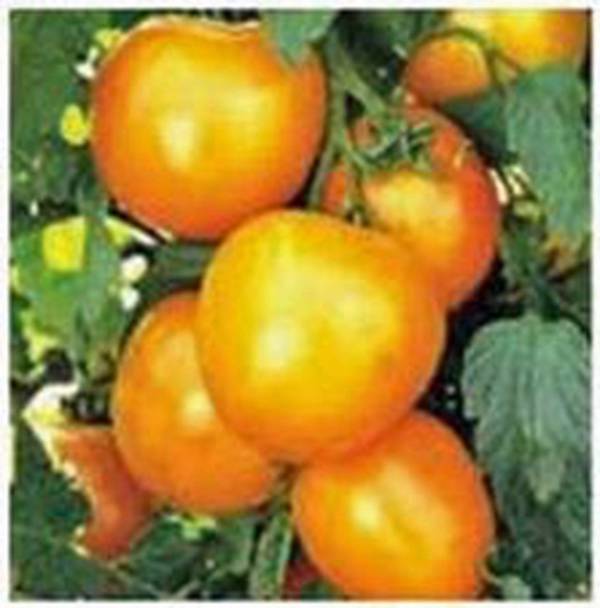 Tomato Seeds, Tomato Seeds Garden Collection 4 , Heirloom,