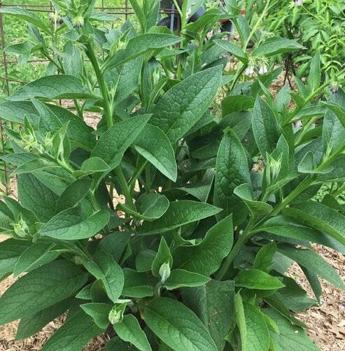 Two Pounds Live Russian Comfrey Plant Root Crowns – Bocking #4