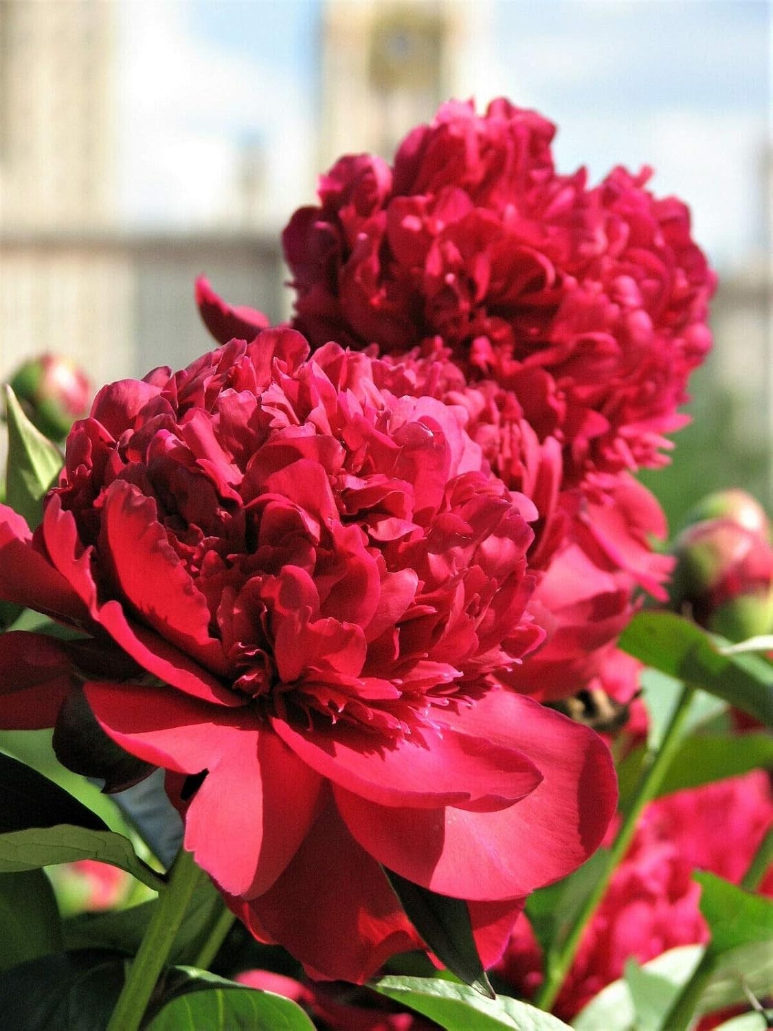 20pc PEONY SEEDS Garden Plant Flower bloom rare exotic USA seller FREE shipping
