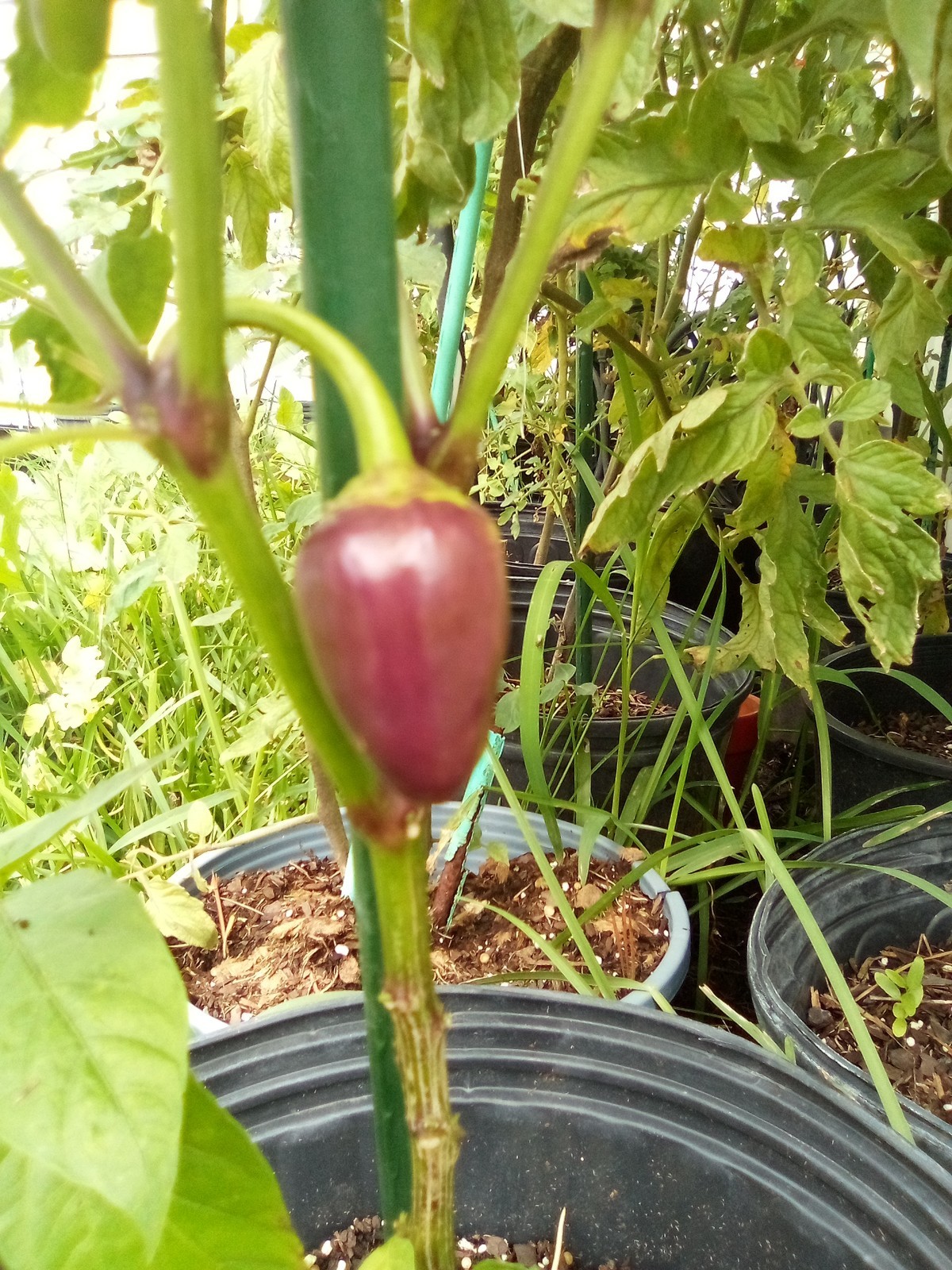 Purple Side Kick Pepper Seeds (Sweet &Spicy)