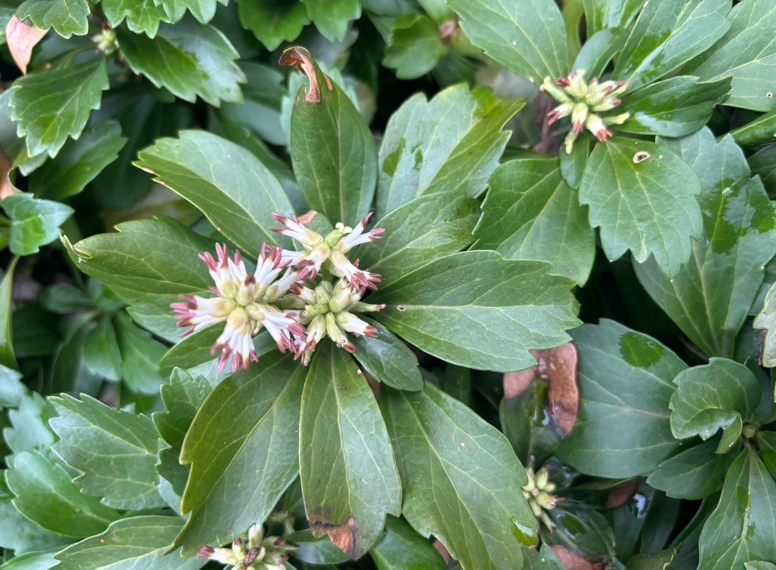 12-Pachysandra Plants ( Established Plants ) – # 1 Ground Cover – FREE SHIPPING