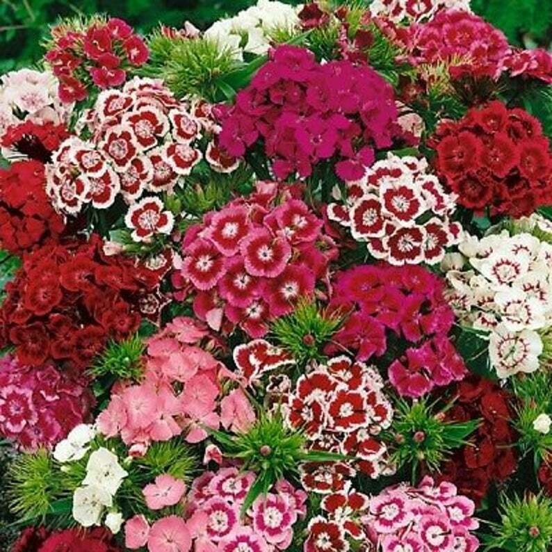 Sweet William Flower Seeds 350+ MIXED MULTI-COLOR SCENTED USA FREE SHIPPING