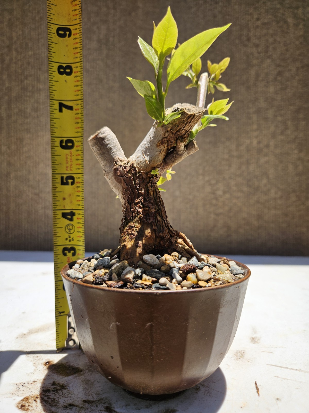 Bougainvillea Purple Bonsai Tree,,, SALE