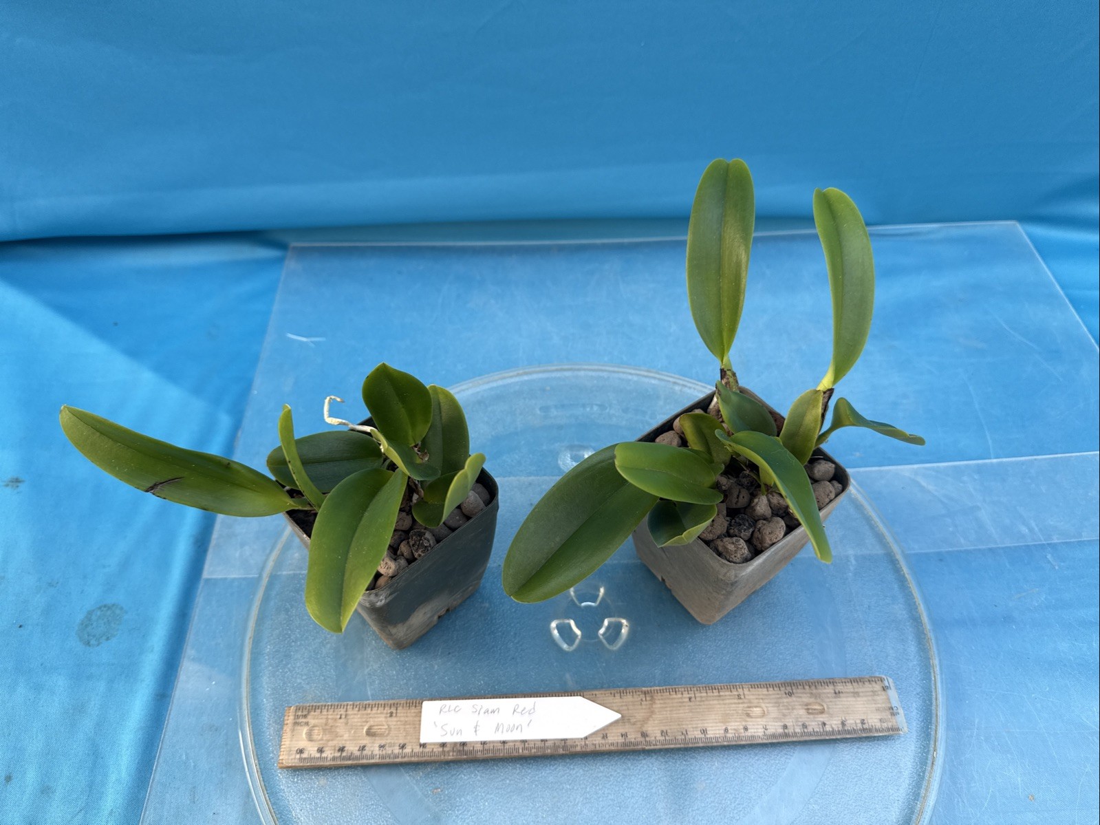 Rlc Siam Red ‘Sun And Moon’ Yellow Fragrant Mericlone Orchid Hybrid 4” Pot