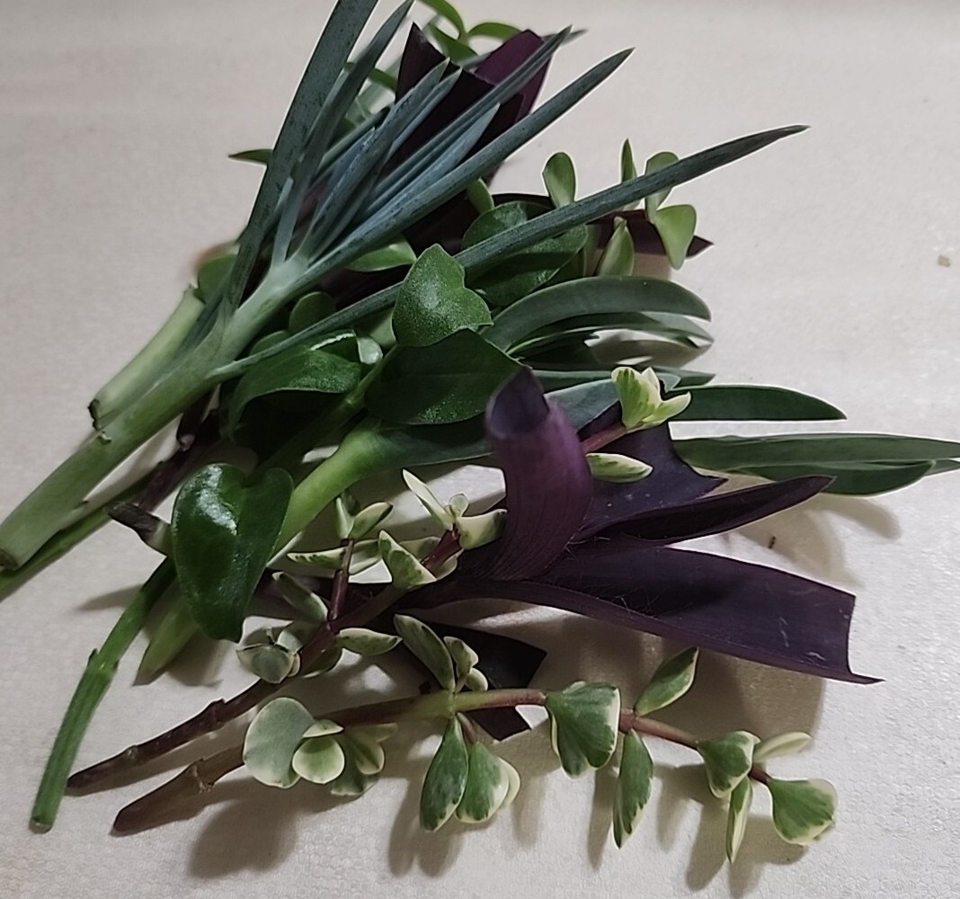 12 Piece Assorted Lot Of Live Plants (6 Kinds x 2 of Each)for Rooting