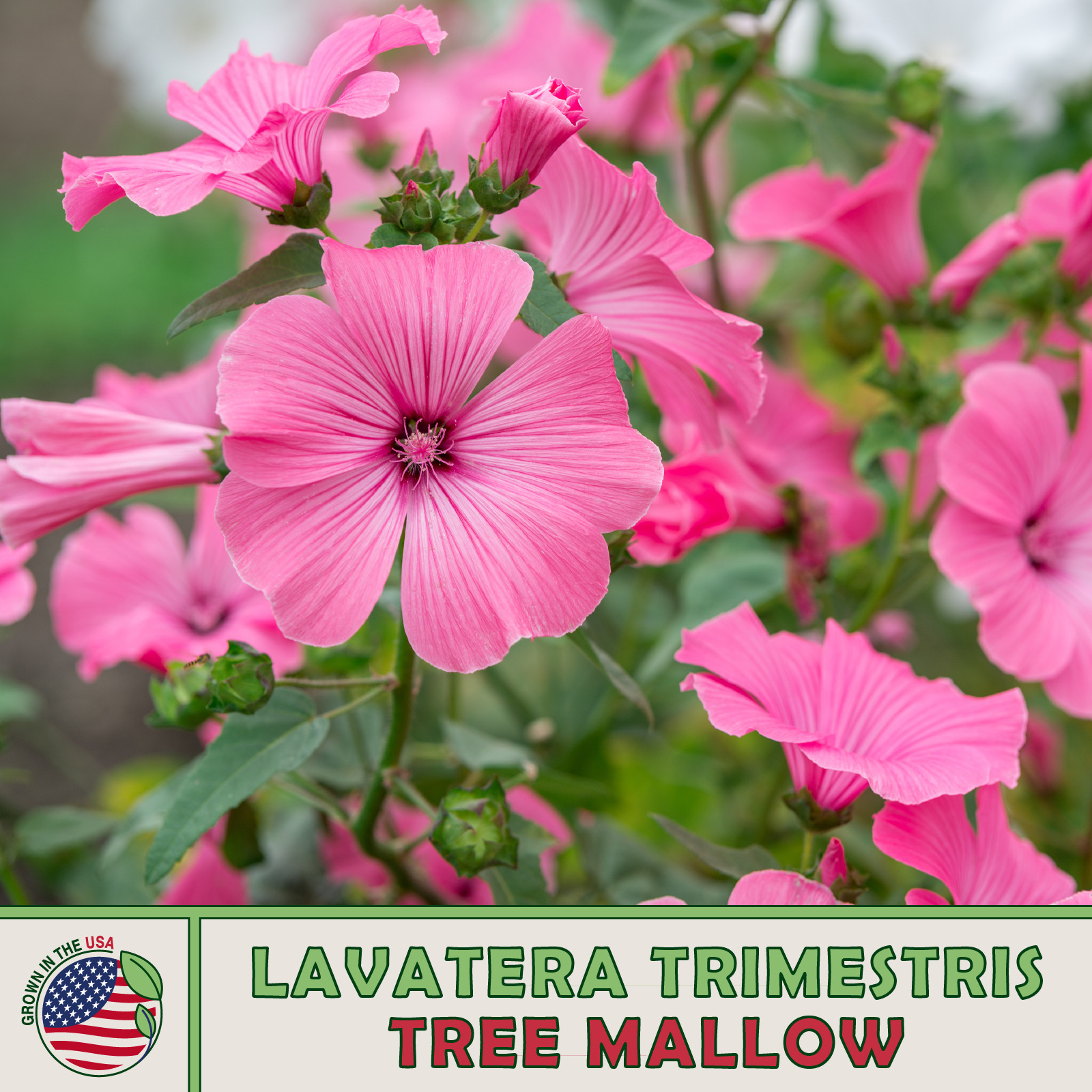 200 Tree Mallow Seeds, Lavatera trimestris, Rose Mallow, Pollinator Attractor