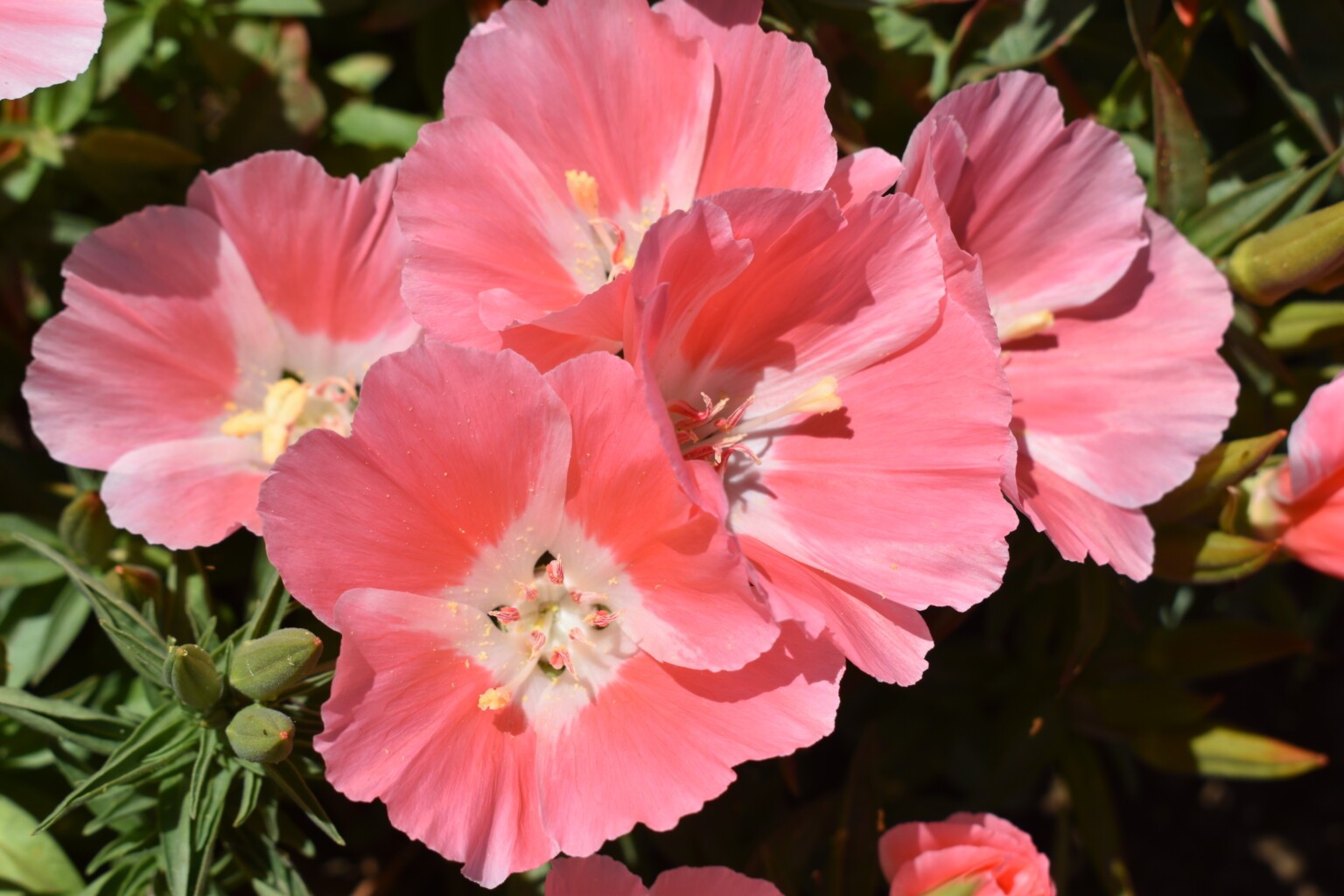 Godetia Peach, Clarkia. 1000 Seeds Free Shipping!