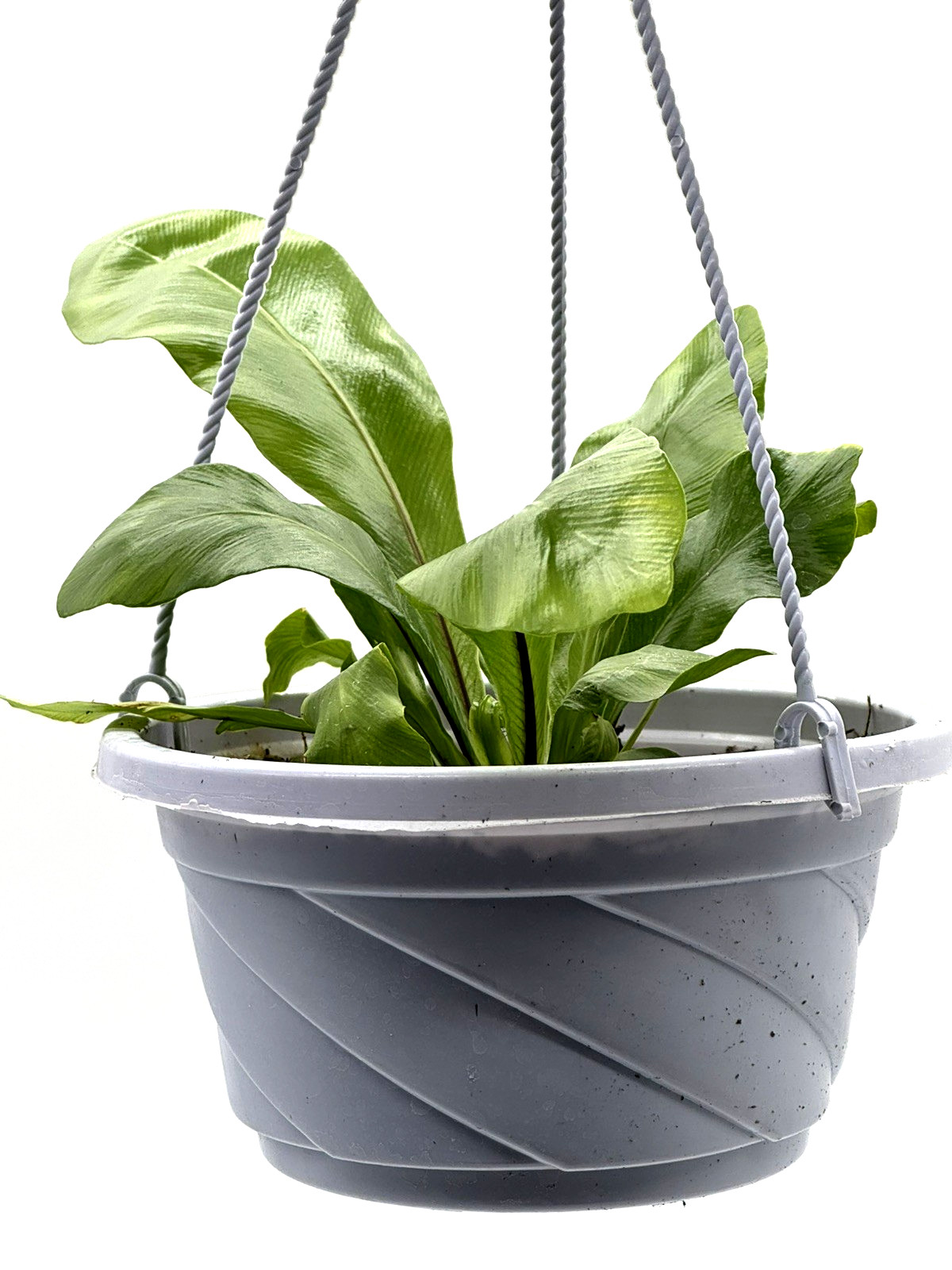 Bird’s Nest ‘Nidus’ Fern 5 IN hanging pot