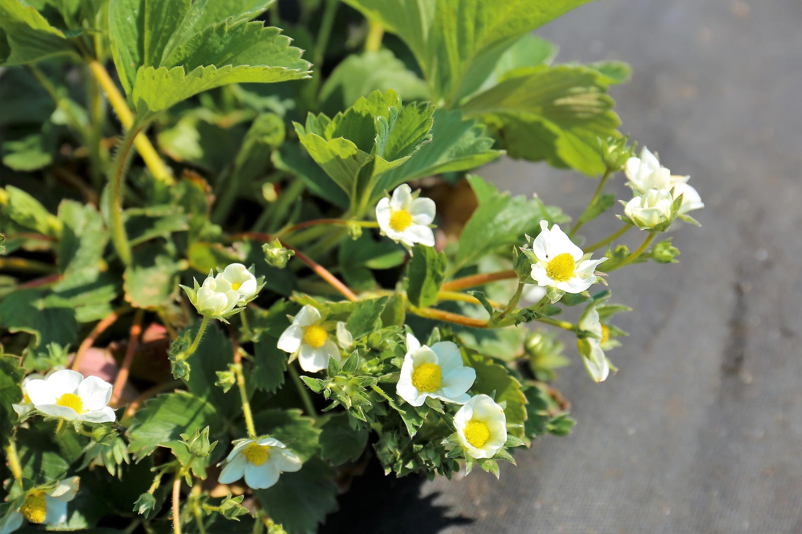 100 YELLOW WONDER STRAWBERRY Everbearing Heirloom Fragaria Vesca Fruit Seeds
