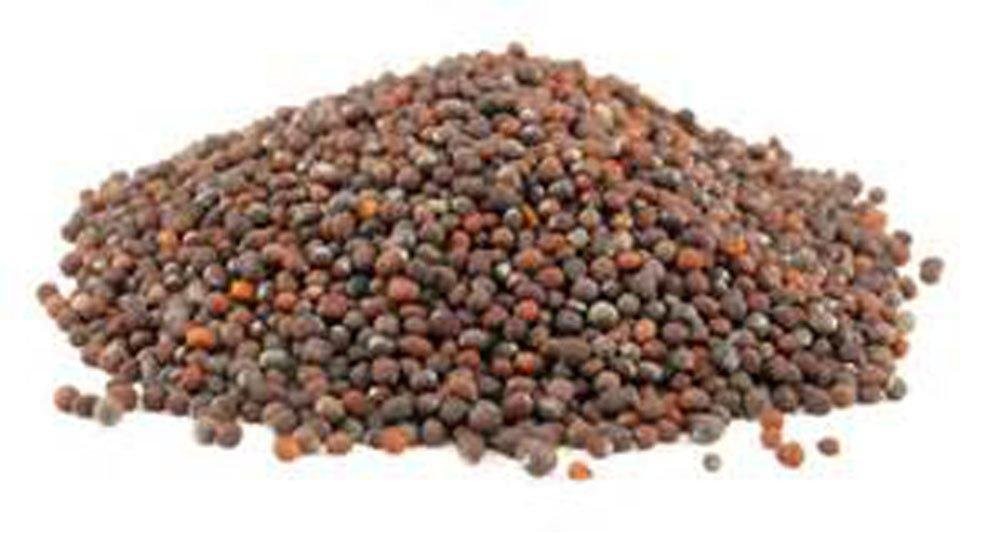 Non-GMO Broccoli Seeds for Sprouting Sprouts Microgreens (4 oz of Pure Brown