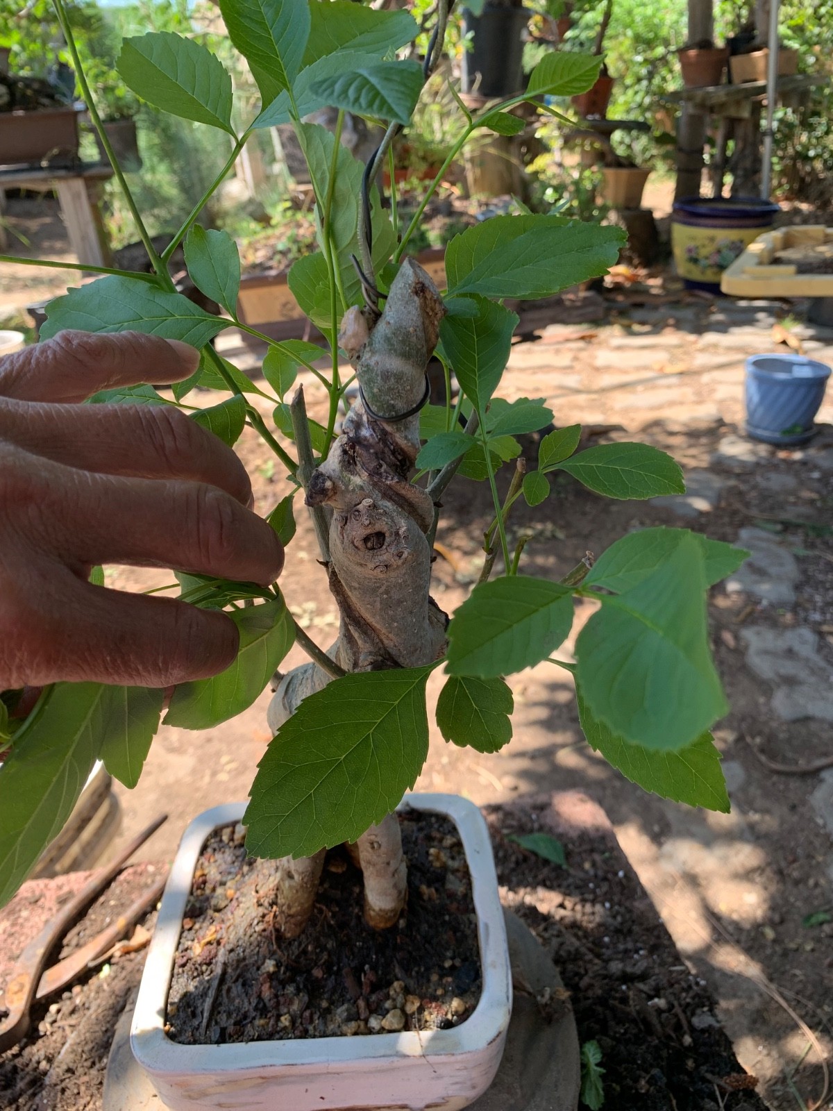 This is 14 yrs old Fraxinus velutina, the velvet ash, Arizona ash or Modesto ash