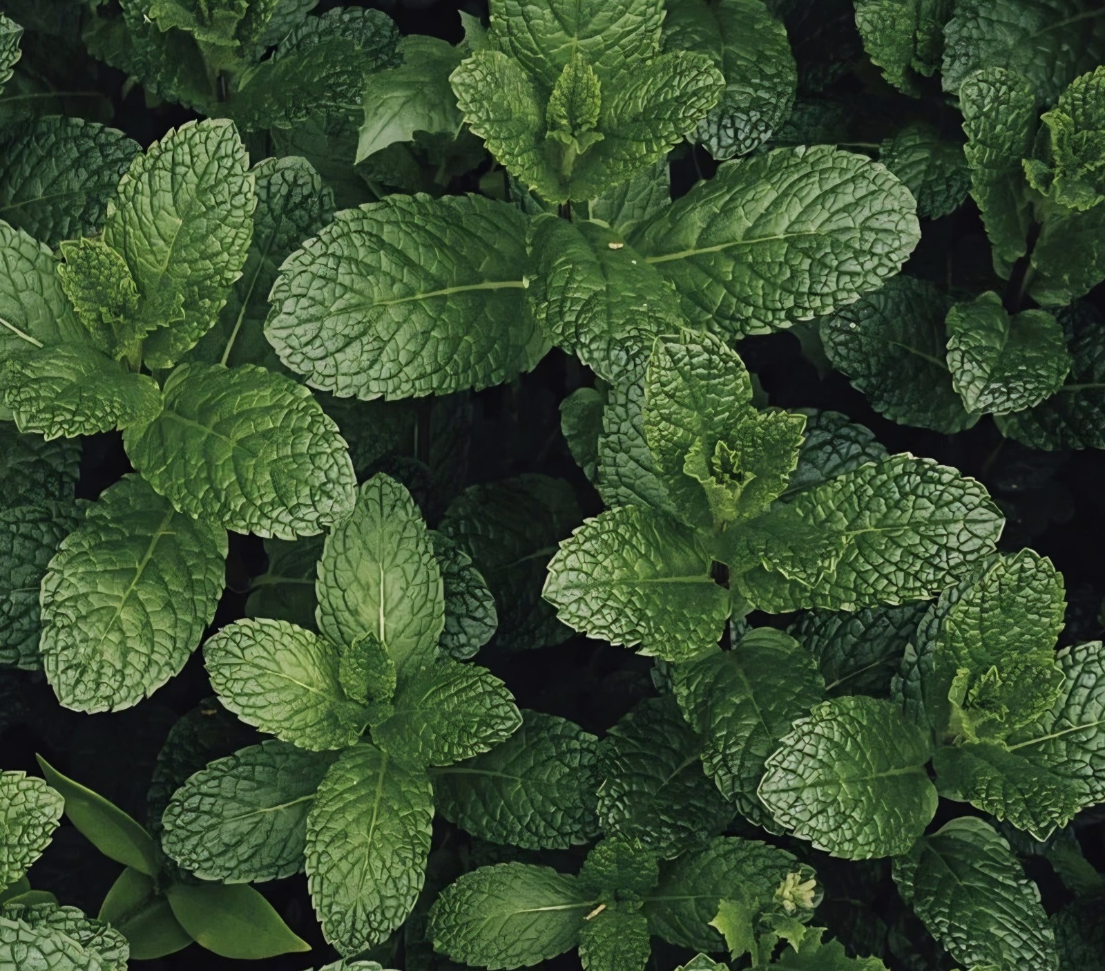 Spearmint SEEDS (Mentha spicata)