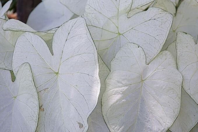 Fancy White Caladium Bulbs for Planting (6 Bulbs) – Easy & Fast Growing