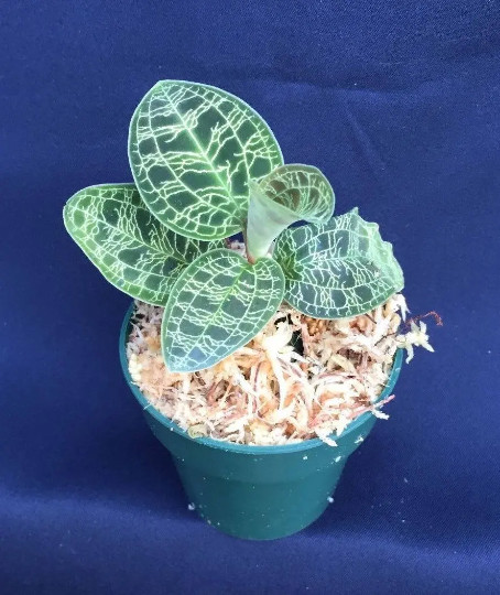 Macodes petola, The Lightning Jewel Orchid, Rooted Plant in 2.5″ Pot