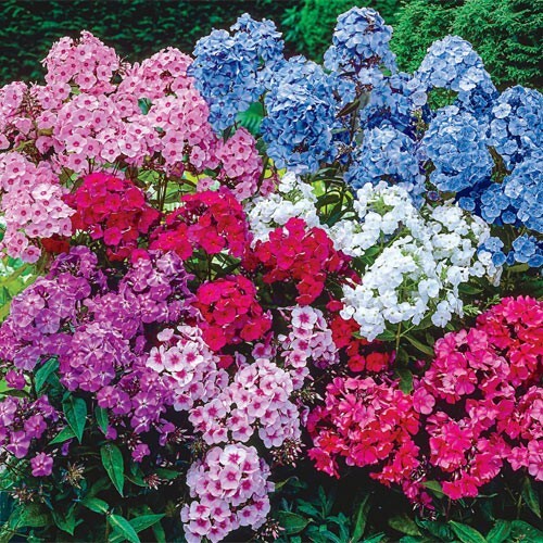 100+ Tall Mix Phlox Seeds for Garden Planting – USA – FREE SHIPPING!