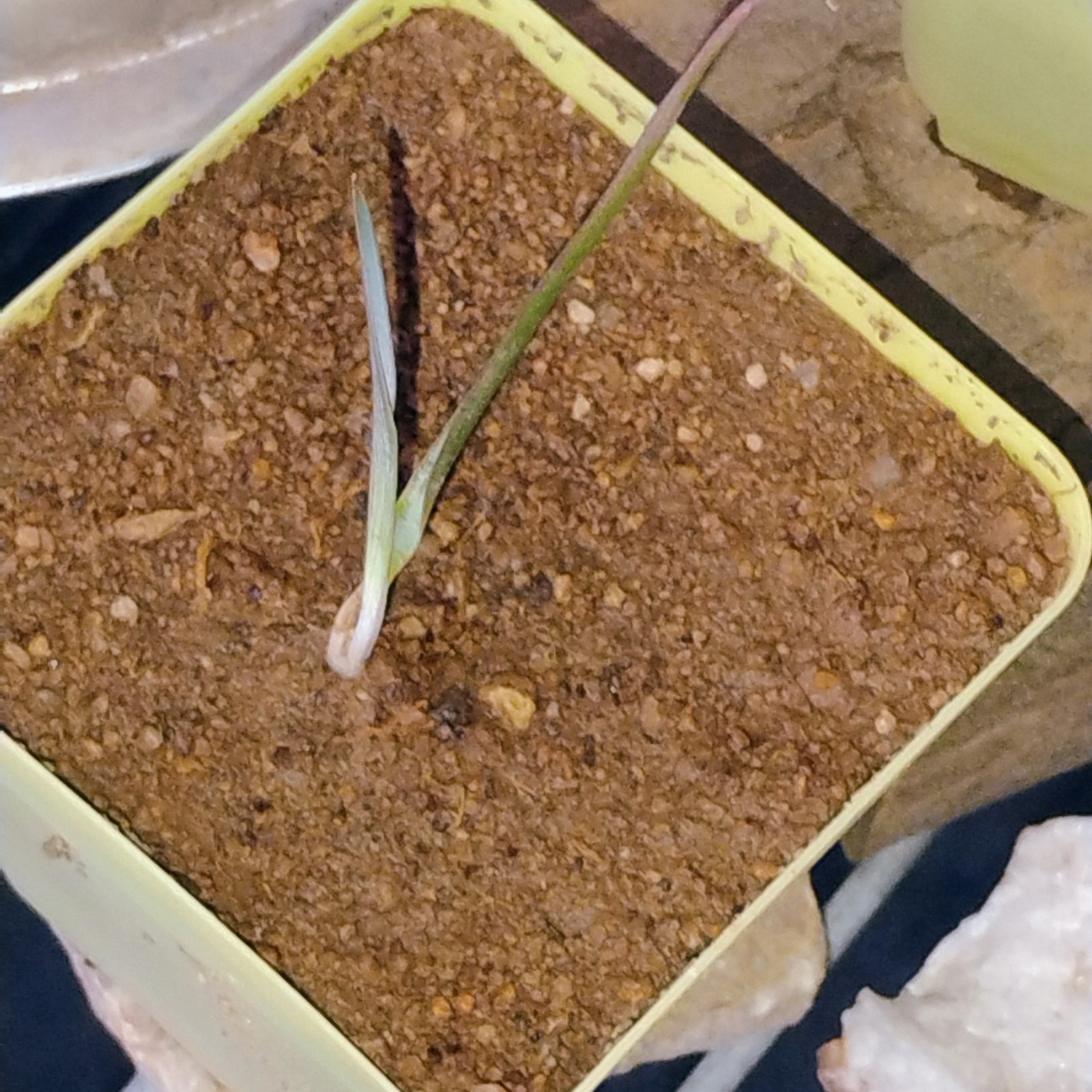 JOSHUA TREE – YUCCA BREVIFOLIA sprouts