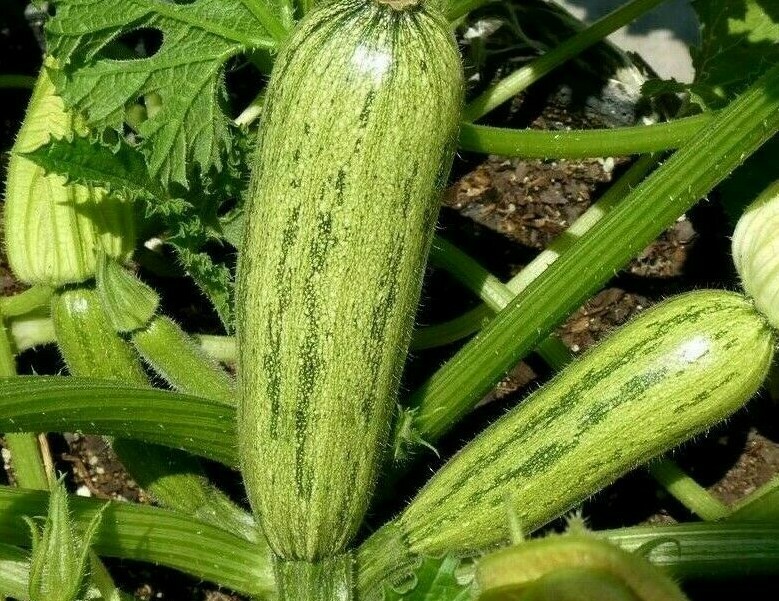 CASERTA ZUCCHINI SEEDS 20+ SQUASH Vegetables COOKING culinary FREE SHIPPING