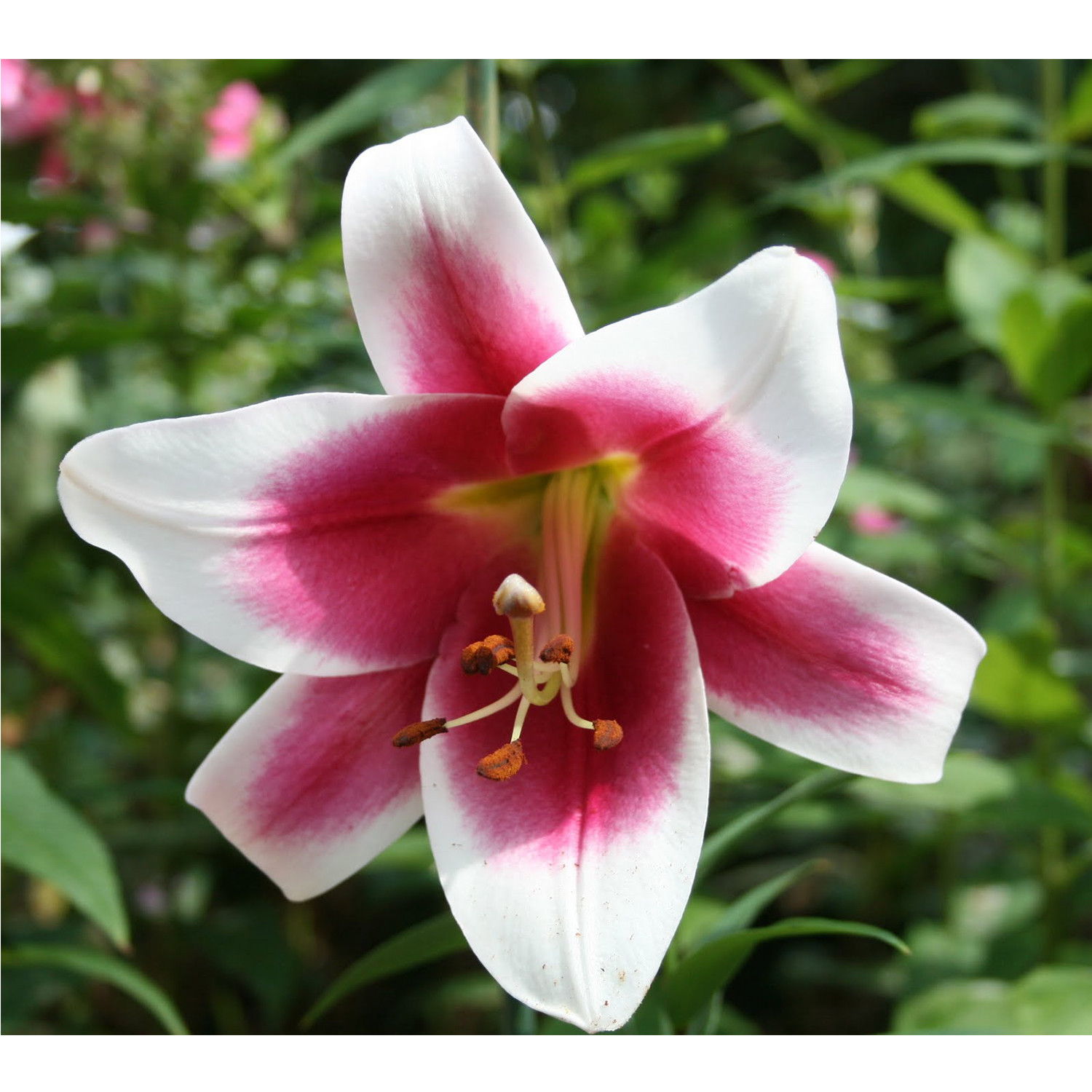 5 Trumpet Lily Frisco Bulbs–
