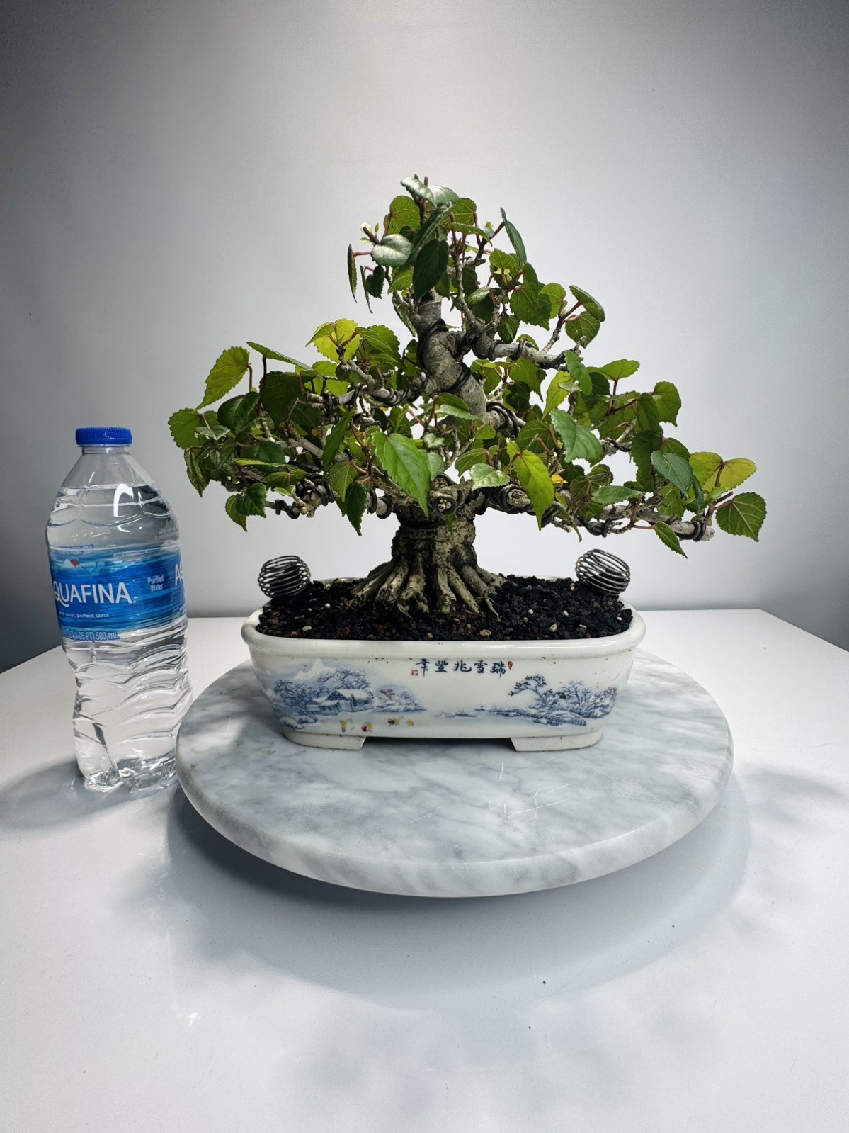 Red Stem Sea Hibiscus Bonsai (Waru)